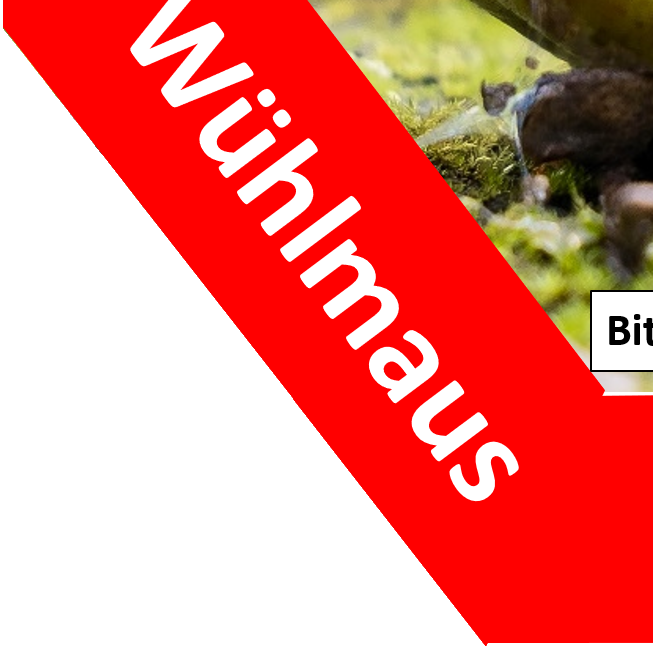 Wühlmaus