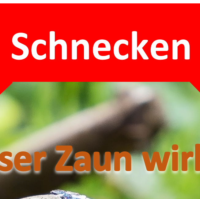 Schnecken