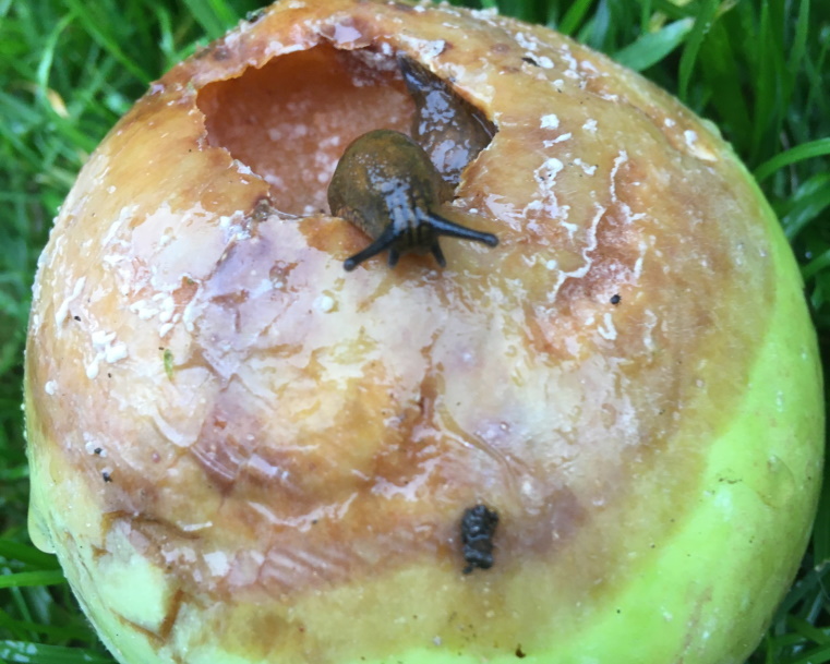 Schnecken fressen sich aber auch gegenseitig auf: Kannibalismus