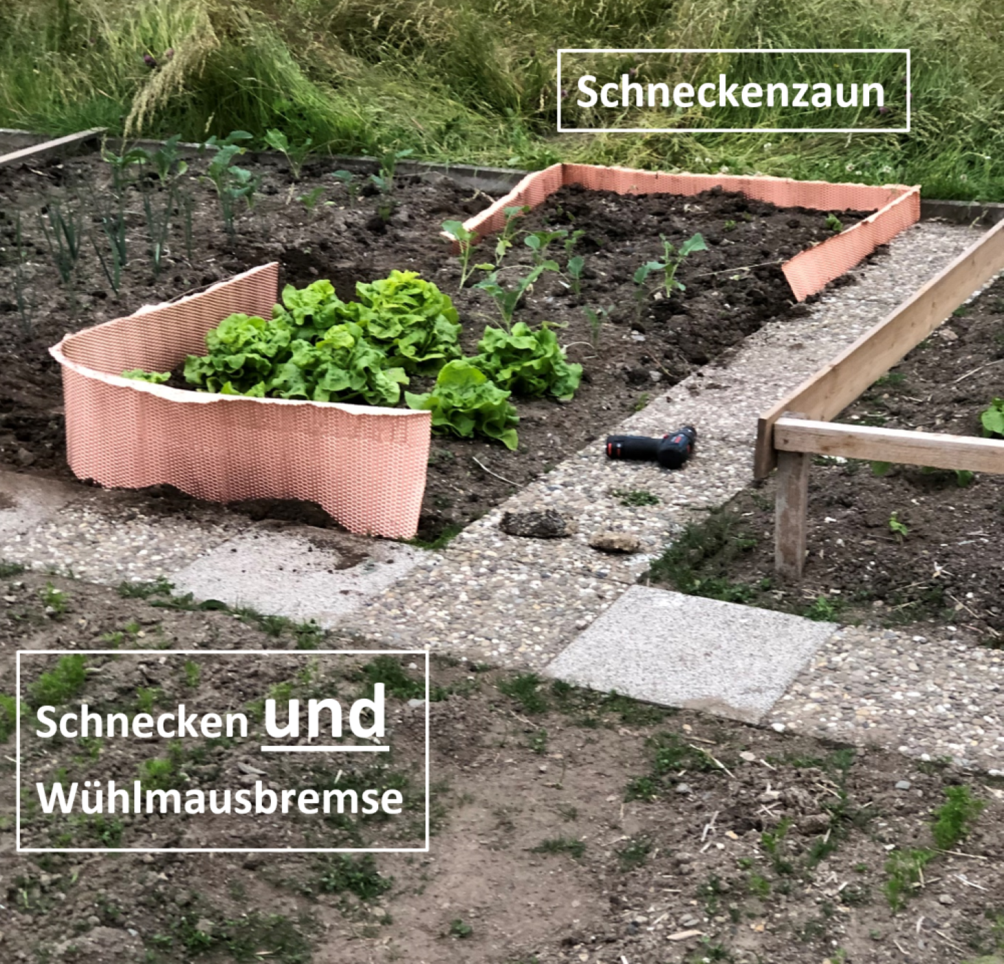 Schnecken und Wühlmäuse fernhalten von Nutzplanzen