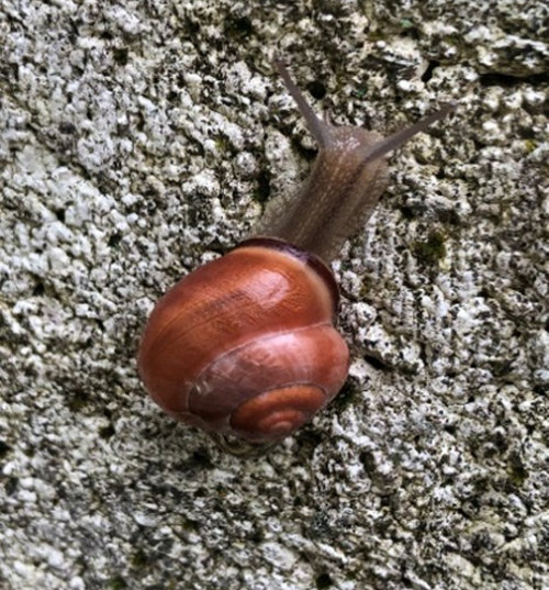 Weinbergschnecken